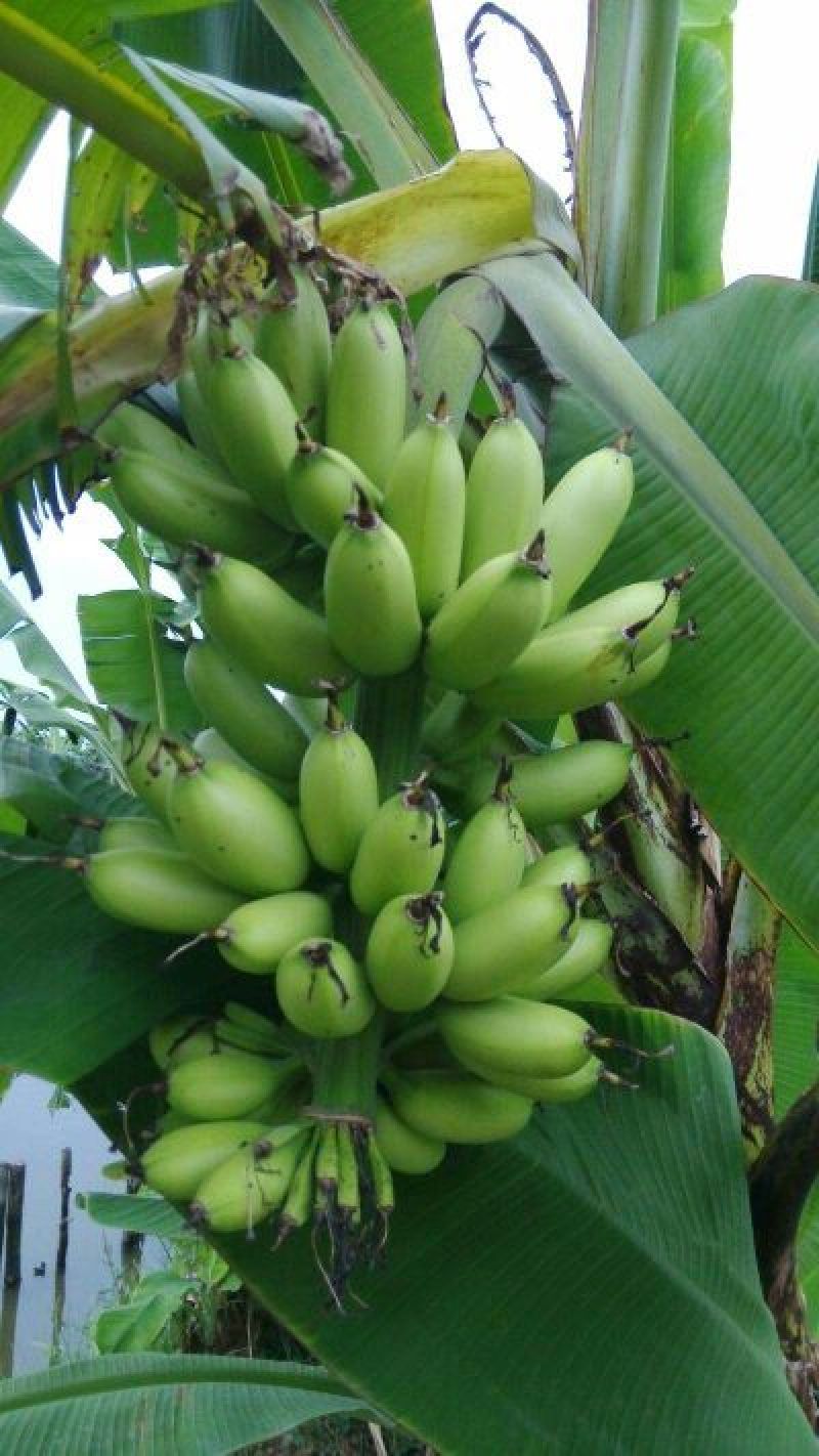皇帝蕉七成熟