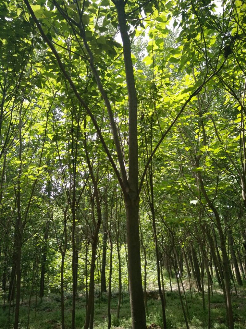 楸树3m以上