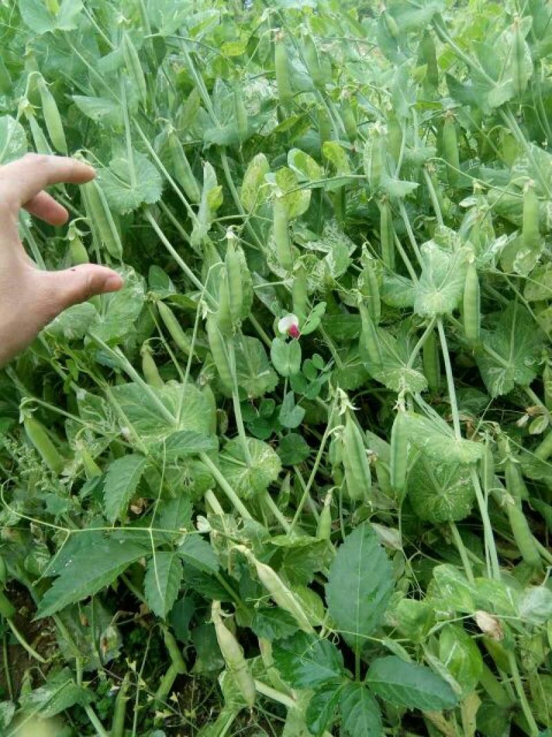 河南头茬精品豌豆荚基地直发，电商直供，保证质量！