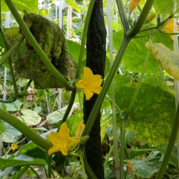 密刺黄瓜25公分以上干花带刺