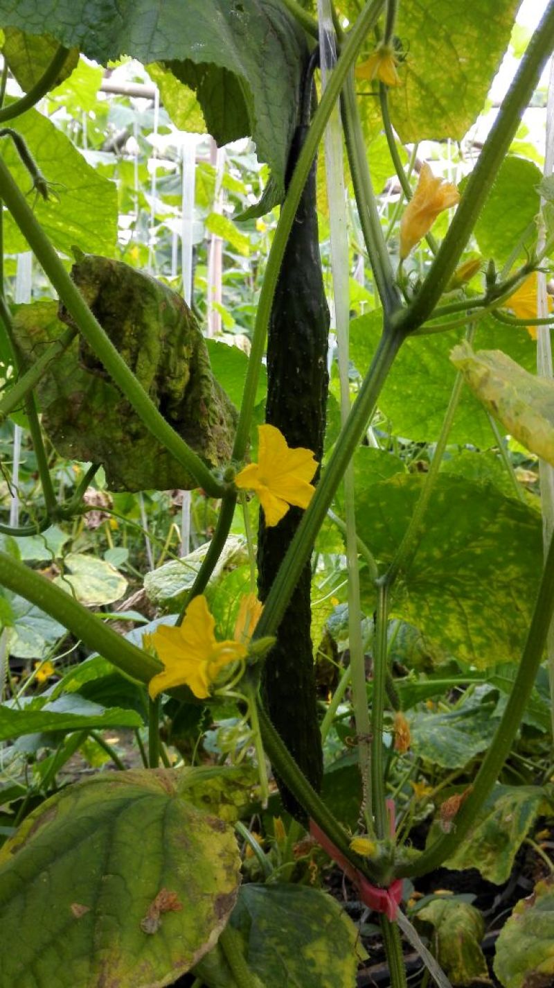 密刺黄瓜25公分以上干花带刺