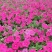 牵牛花价格#牵牛价格#牵牛花基地#牵牛花杯苗#牵牛价格