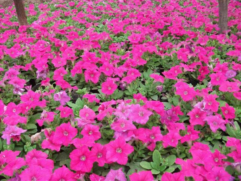 牵牛花价格#牵牛价格#牵牛花基地#牵牛花杯苗#牵牛价格