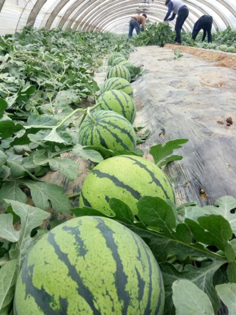 美都西瓜，甜王西瓜，9成熟1茬产地直销全国发货