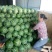 美都西瓜，甜王西瓜，9成熟1茬产地直销全国发货