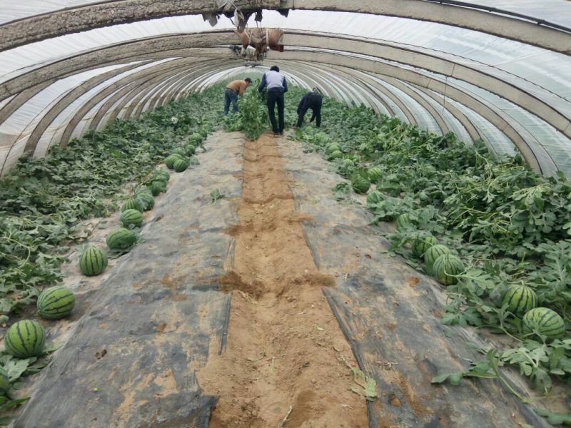 美都西瓜，甜王西瓜，9成熟1茬产地直销全国发货