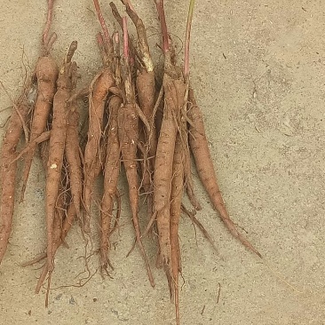 芍药苗10cm以下