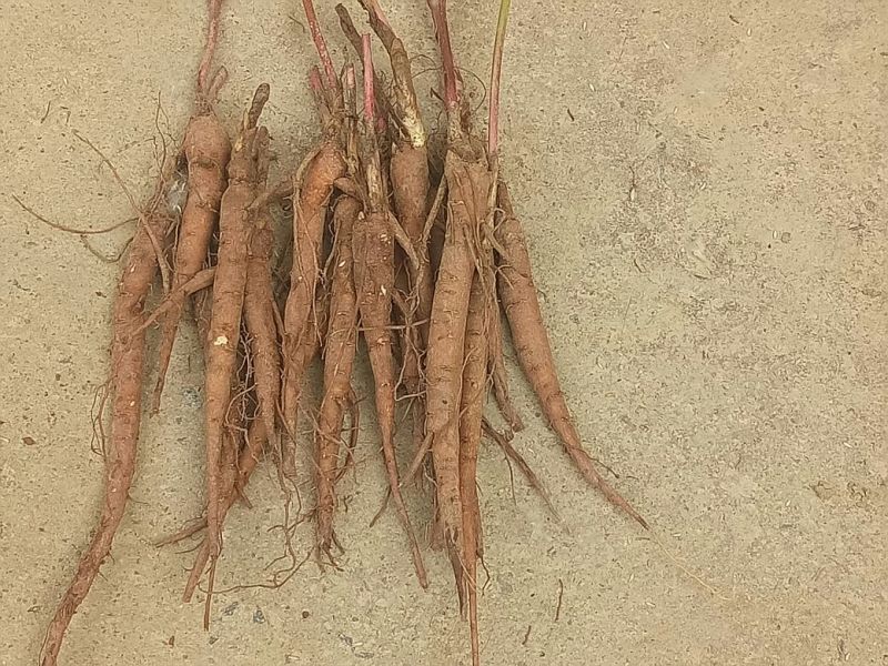芍药苗10cm以下