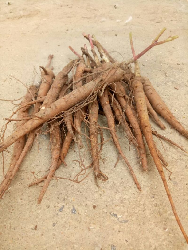 芍药苗10cm以下