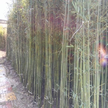 早园竹1~2m