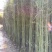 早园竹1~2m