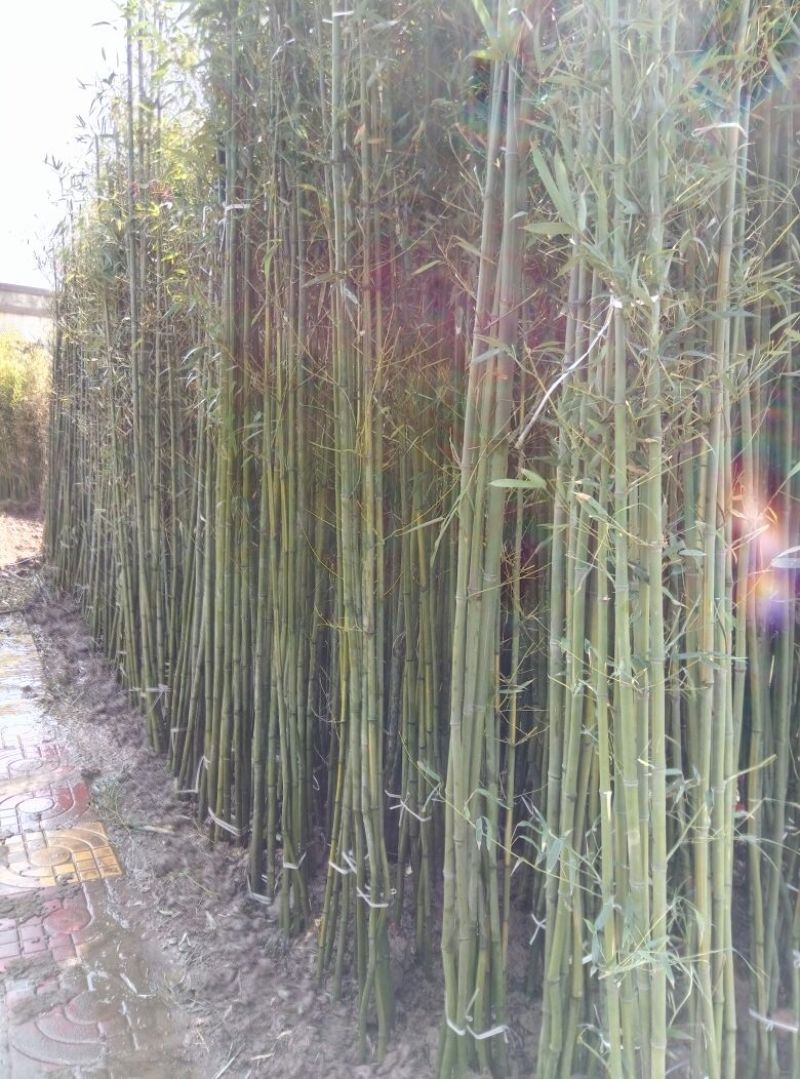 早园竹1~2m