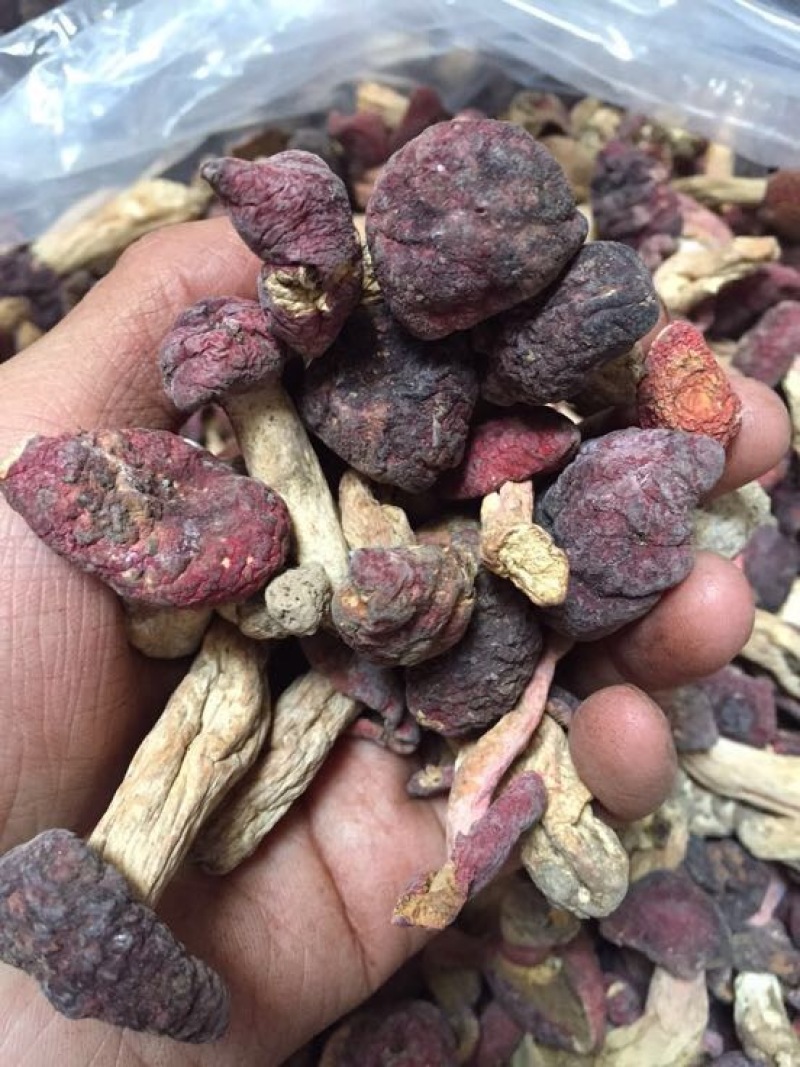 红菇