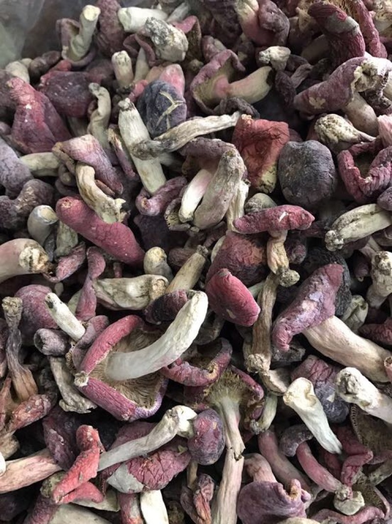 红菇