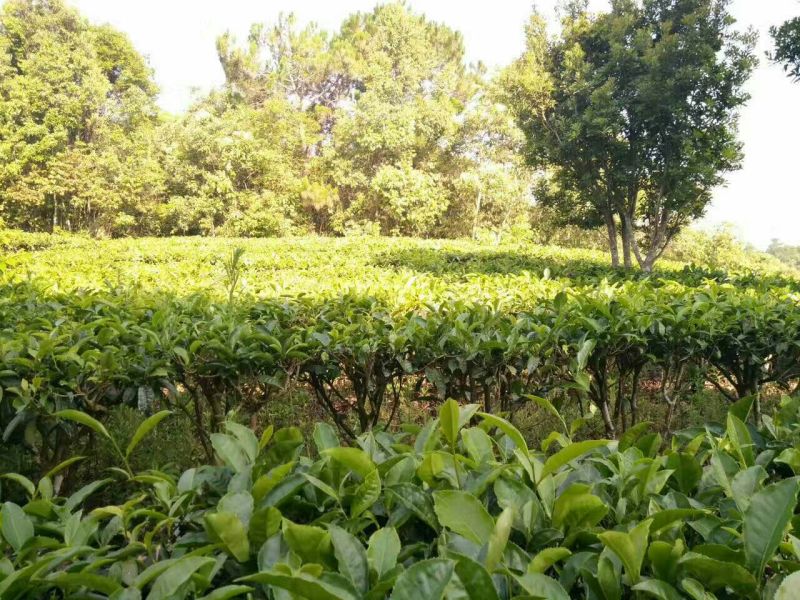 普洱茶特级