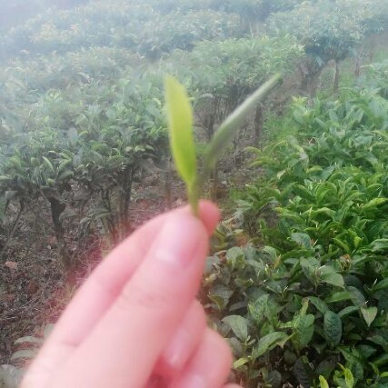 普洱茶特级