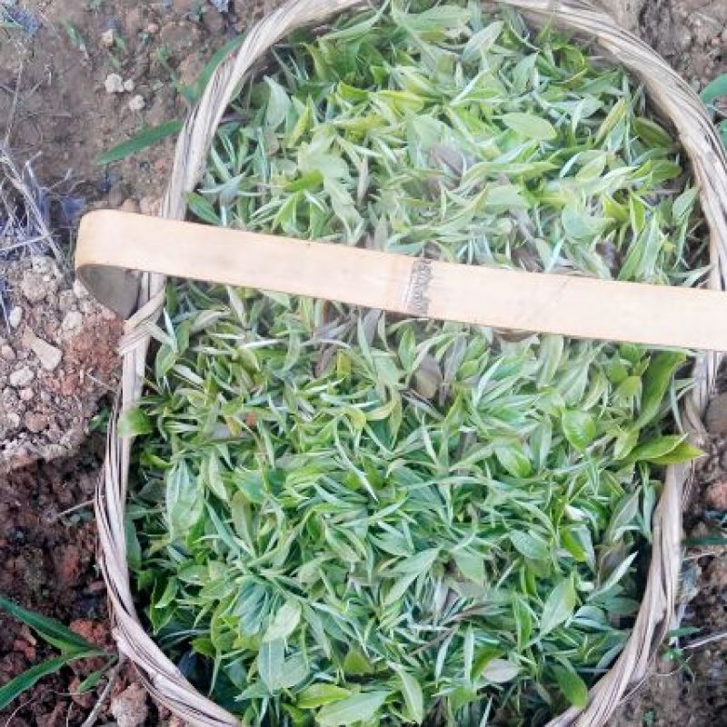 普洱茶特级