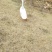 成年大白鹅肉鹅8~10斤