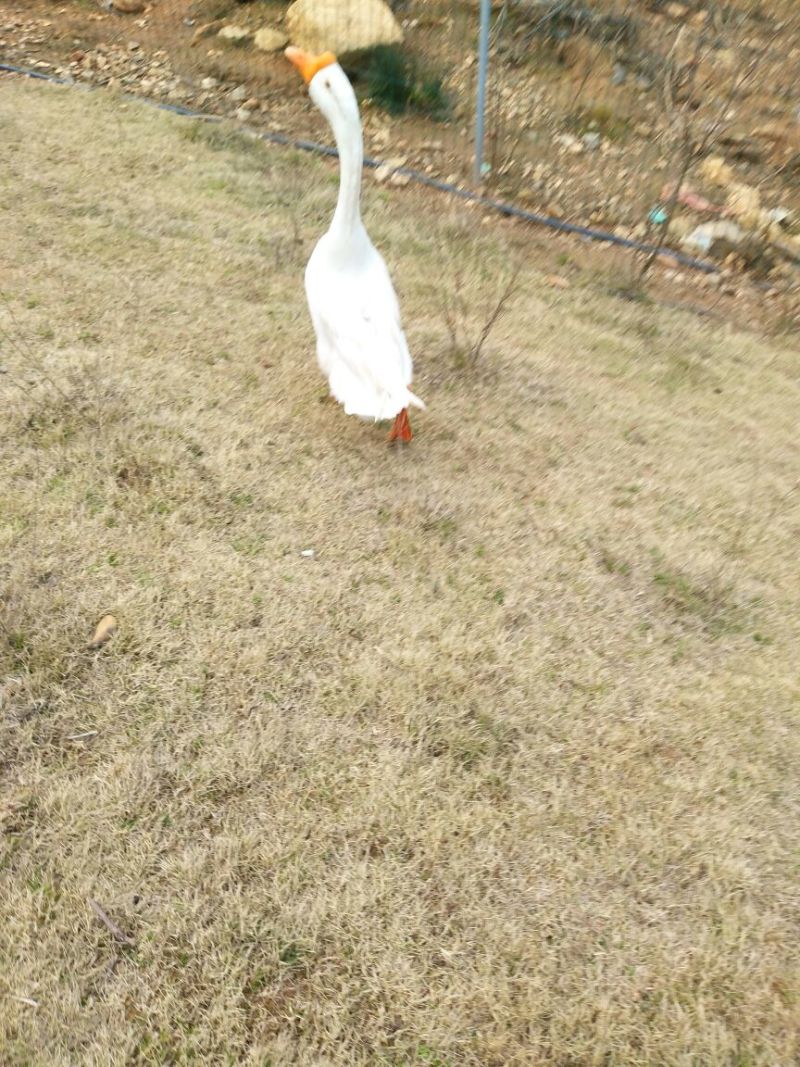 成年大白鹅肉鹅8~10斤