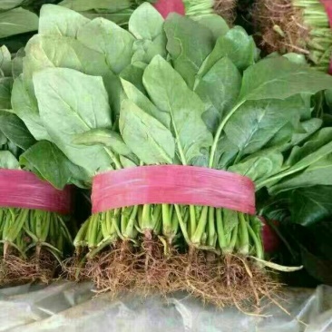 大叶菠菜20~25厘米