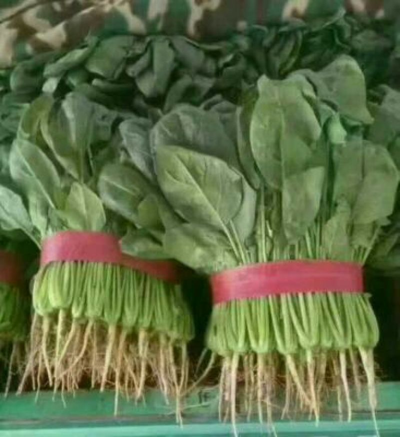 大叶菠菜20~25厘米