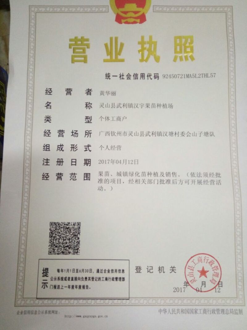 西瓜番石榴苗番石榴苗、四季番石榴