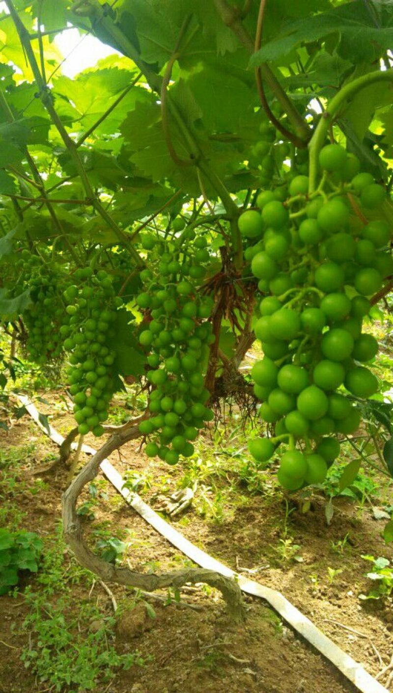 夏黑葡萄1~2斤5%以下