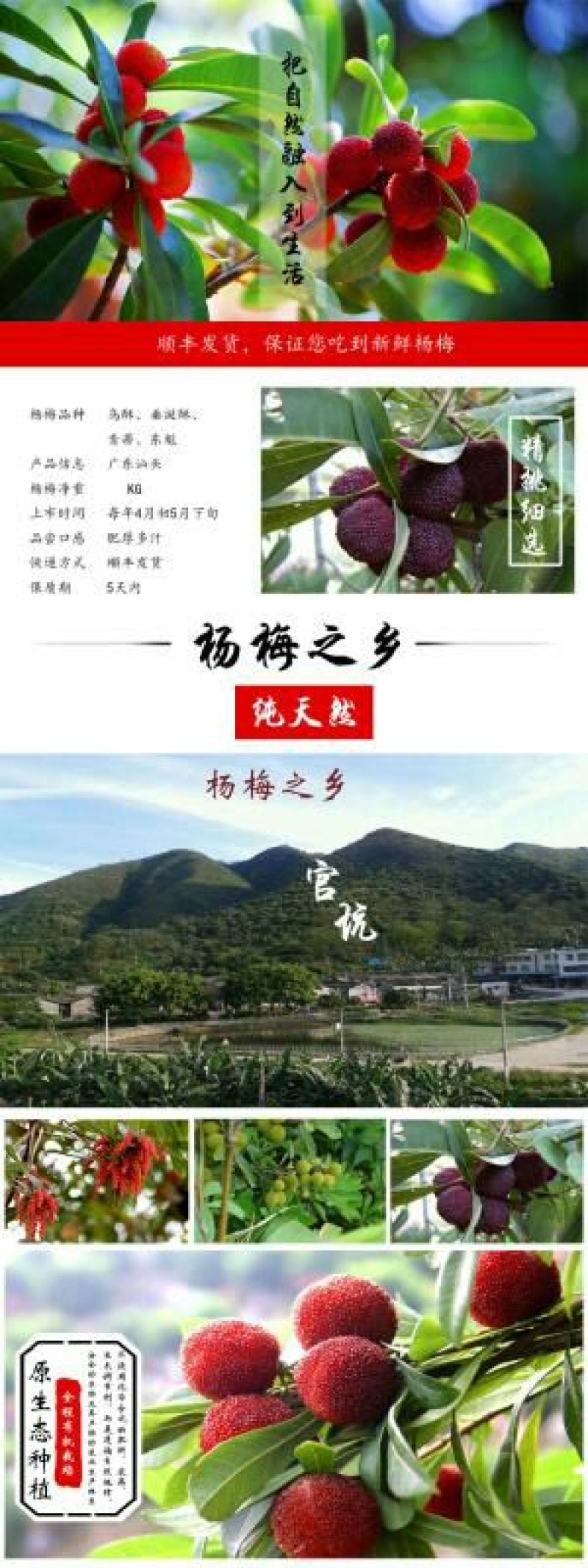 杨梅2.5~3cm
