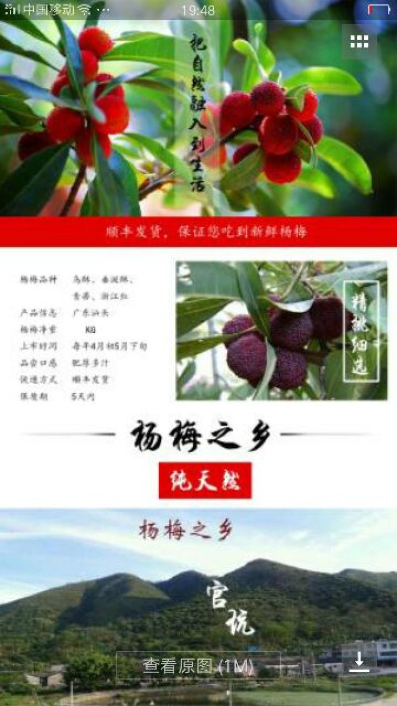 杨梅2.5~3cm