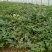 8424西瓜5斤打底8成熟1茬
