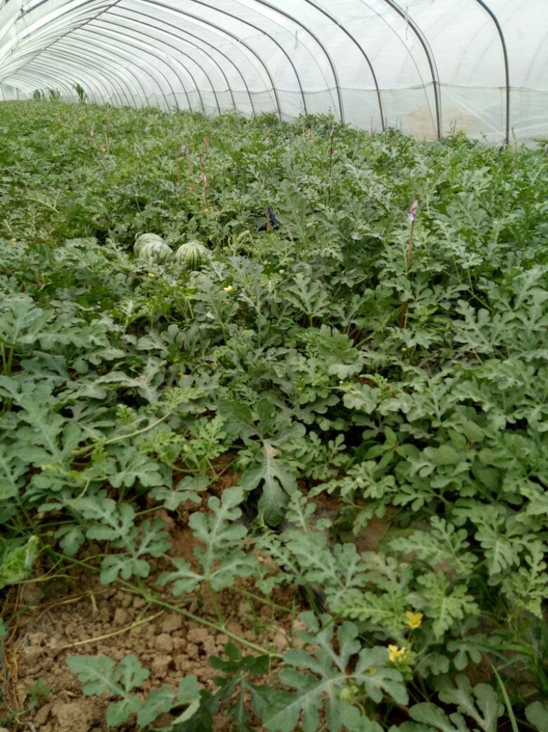 8424西瓜5斤打底8成熟1茬