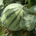 8424西瓜5斤打底8成熟1茬