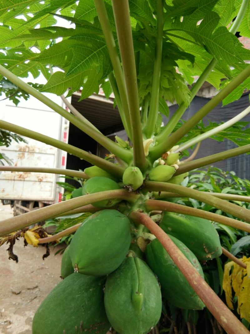 木瓜树苗20~30cm