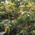 牛油果苗哈斯