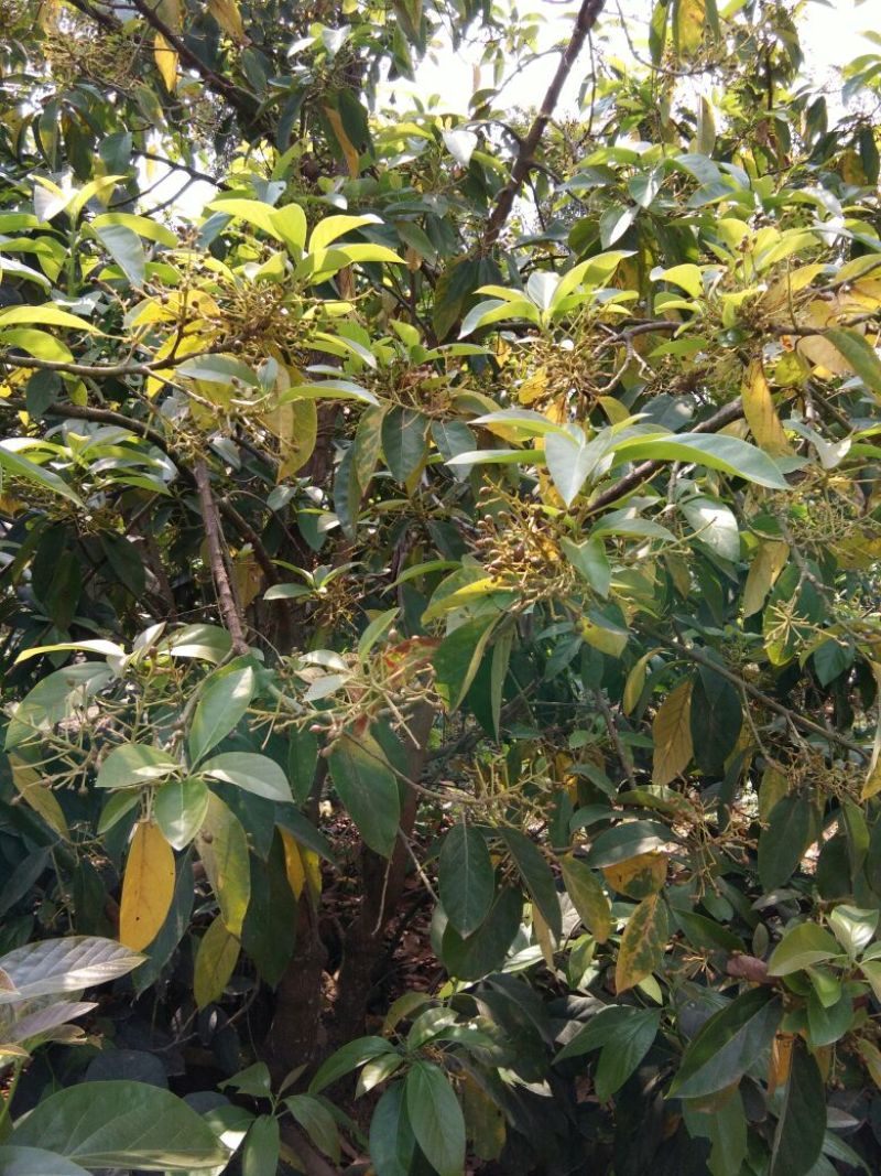 牛油果苗哈斯
