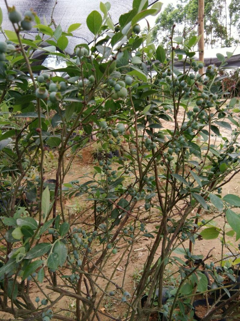 蓝莓苗2年以上50~80cm