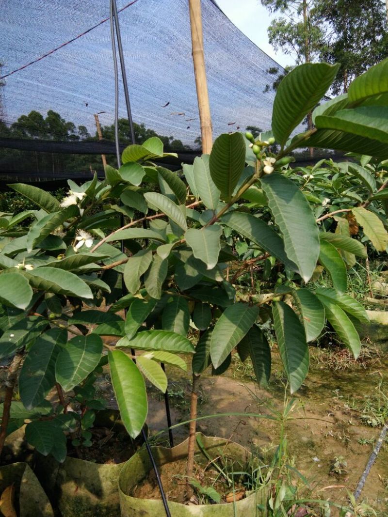 西瓜番石榴苗50~80cm