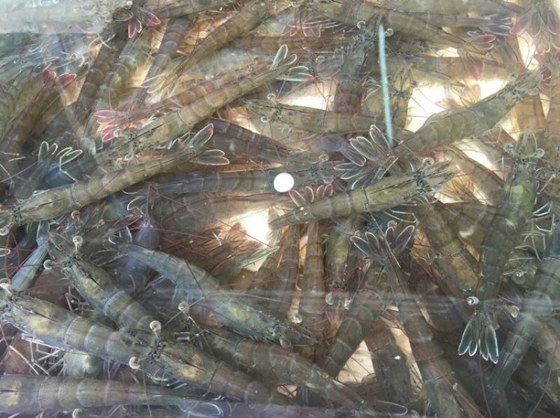 基围虾食用活虾