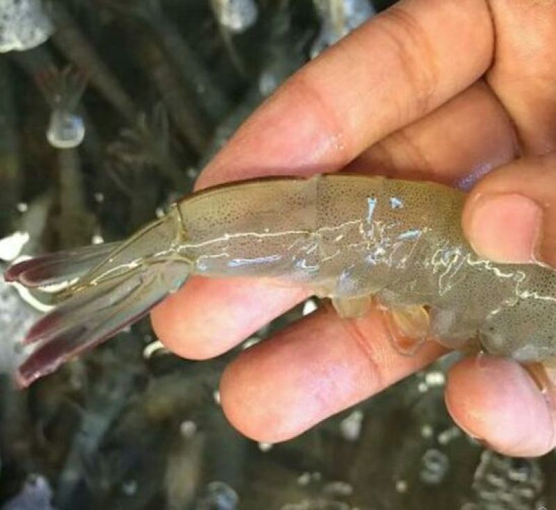 基围虾食用活虾
