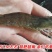 基围虾食用活虾