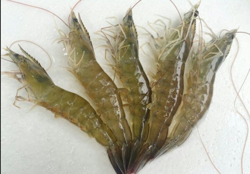 基围虾食用活虾