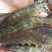 基围虾食用活虾