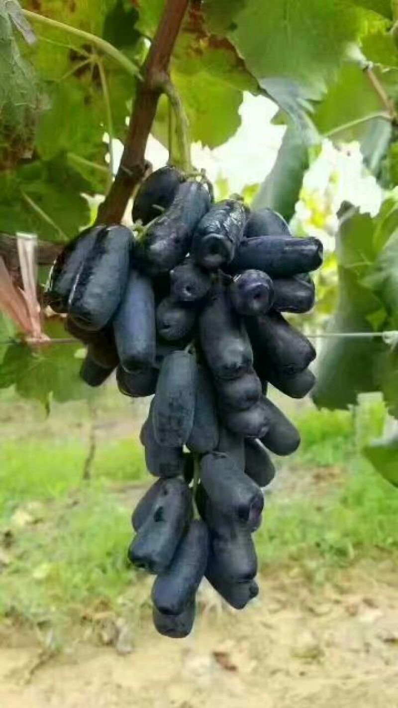 葡萄苗甜蜜蓝宝石葡萄苗