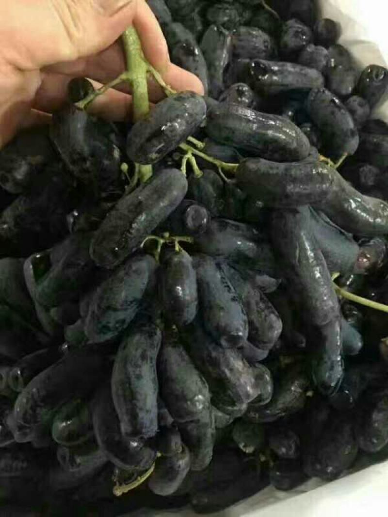 葡萄苗甜蜜蓝宝石葡萄苗