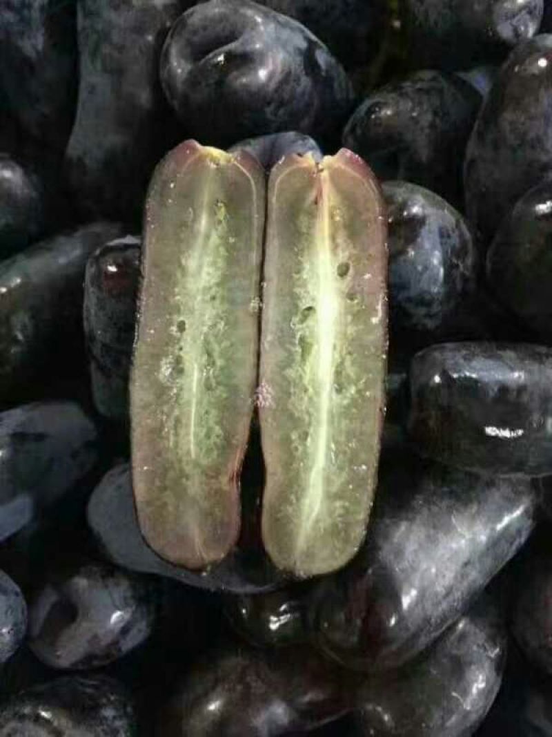 葡萄苗甜蜜蓝宝石葡萄苗
