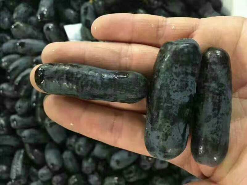 葡萄苗甜蜜蓝宝石葡萄苗