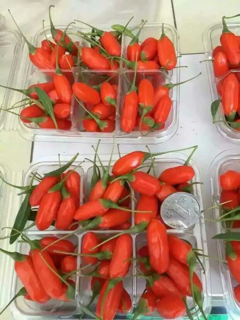 红枸杞头茬鲜果