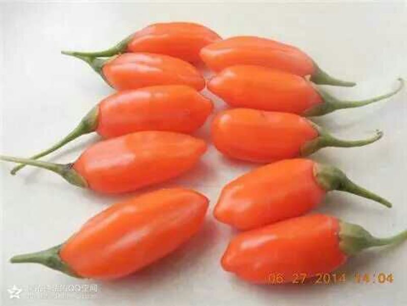 红枸杞头茬鲜果