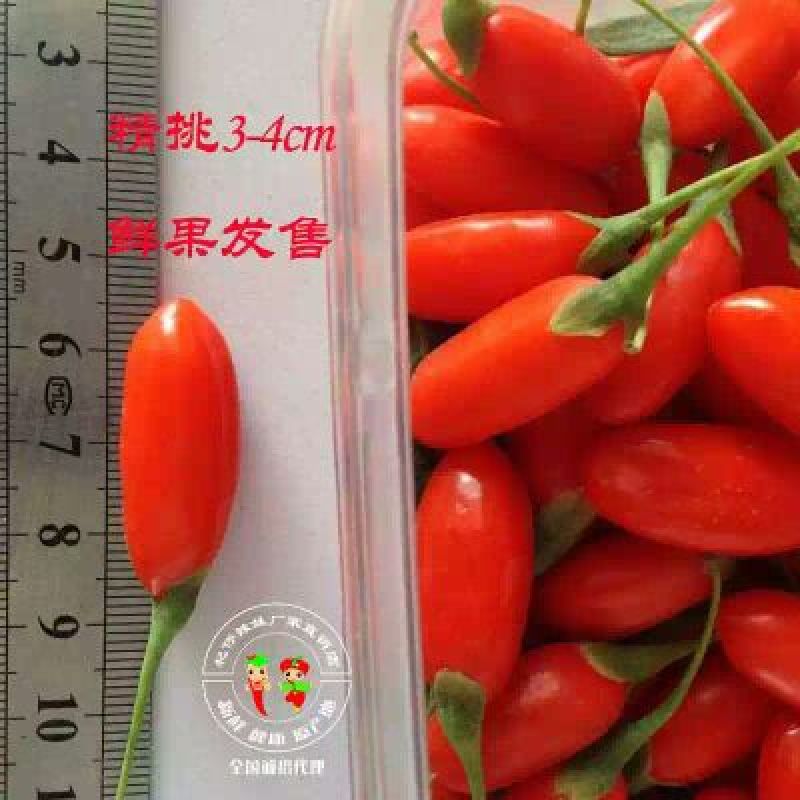 红枸杞头茬鲜果