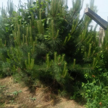 华山松3米，精品一手货源大量有货